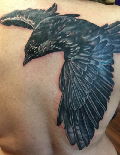 Realistic Raven tattoo, crow tattoo , st Augustine tattoo artist , tattoo shop , realistic color tattoo